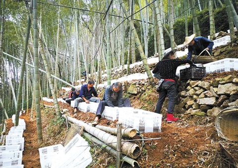深挖丛林“钱库”，浙江林下生“金”